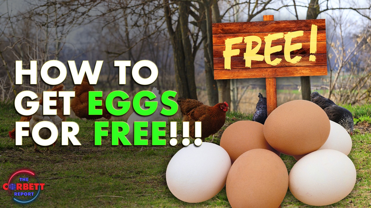 How to Get Eggs for Free!!! – #SolutionsWatch