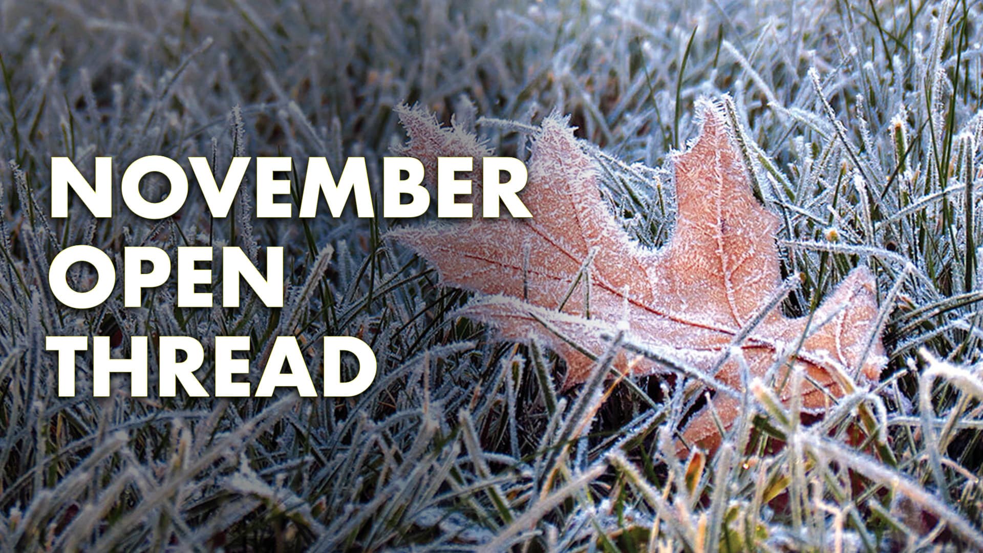 November Open Thread and Subscriber Exclusive Video (2025)